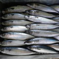 Pescado de caballa del Pacífico congelado chino para alimentos enlatados